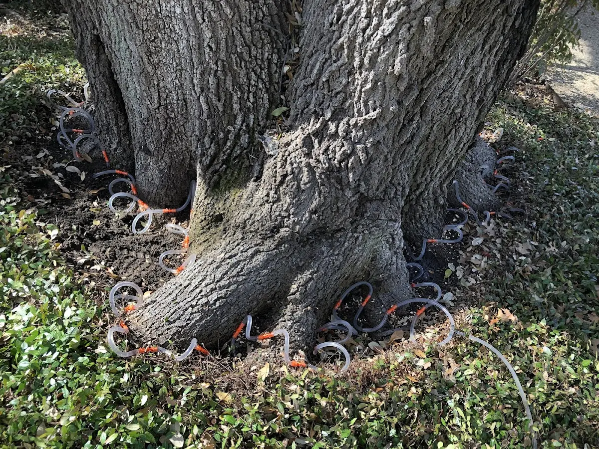 Detailed Tree Cabling and Bracing job site in East Lansing