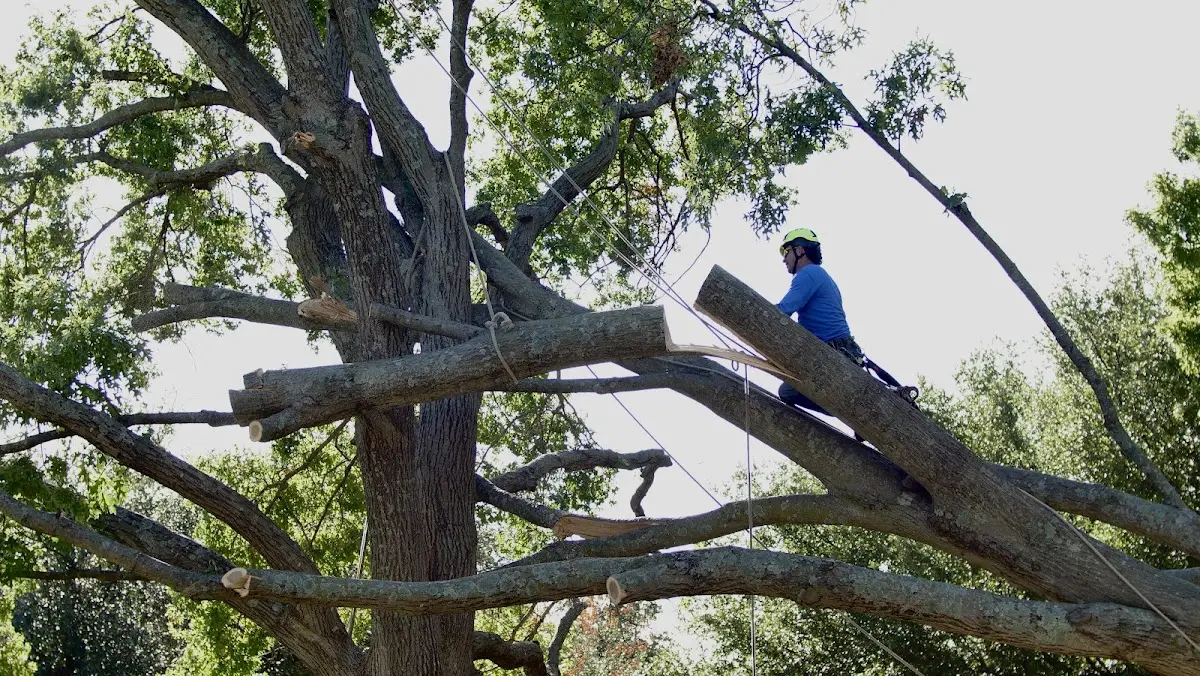 Professional Hazardous Tree Removal performed by certified arborists in East Lansing