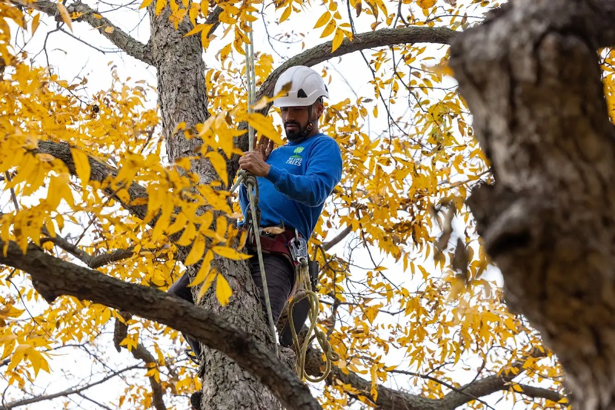Skilled Tree Trimming crew working in East Lansing
